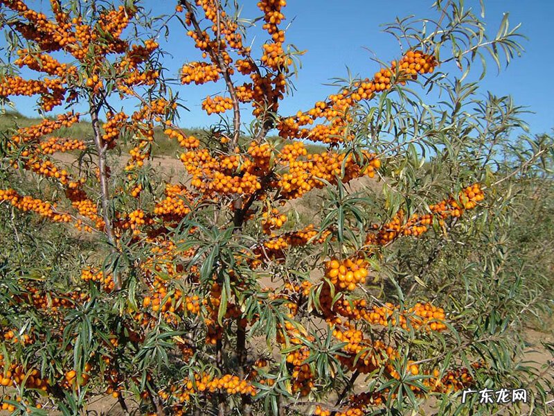 中国最好沙棘产地在哪里 沙棘