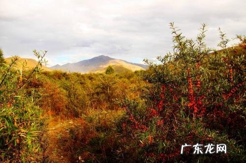 中国最好沙棘产地在哪里 沙棘