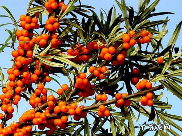 中国最好沙棘产地在哪里 沙棘
