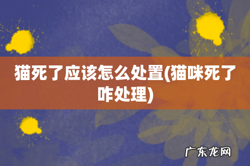 猫咪死了咋处理 猫死了应该怎么处置