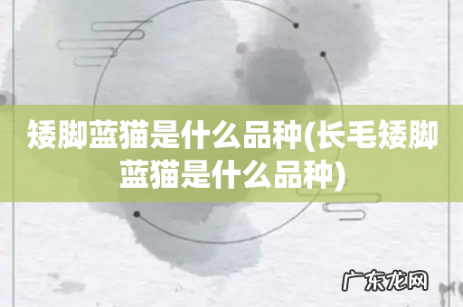 长毛矮脚蓝猫是什么品种 矮脚蓝猫是什么品种