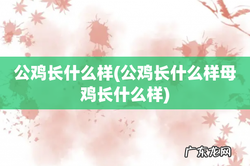 公鸡长什么样母鸡长什么样 公鸡长什么样