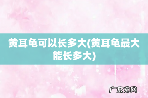 黄耳龟最大能长多大 黄耳龟可以长多大