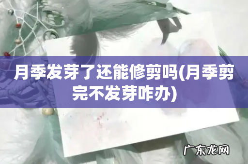 月季剪完不发芽咋办 月季发芽了还能修剪吗