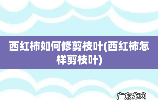 西红柿怎样剪枝叶 西红柿如何修剪枝叶