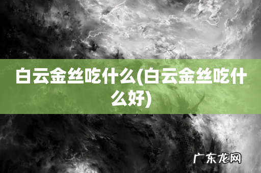 白云金丝吃什么好 白云金丝吃什么