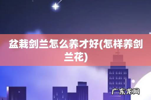 怎样养剑兰花 盆栽剑兰怎么养才好