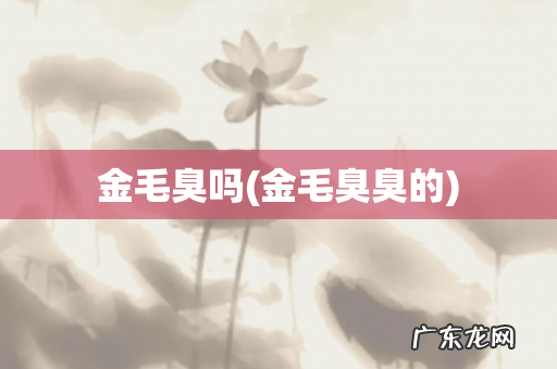 金毛臭臭的 金毛臭吗