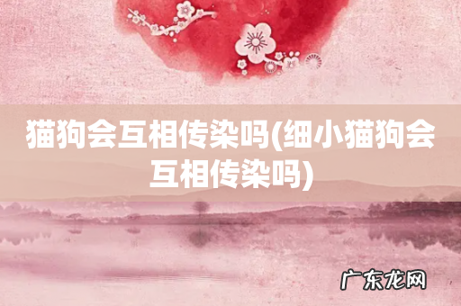 细小猫狗会互相传染吗 猫狗会互相传染吗