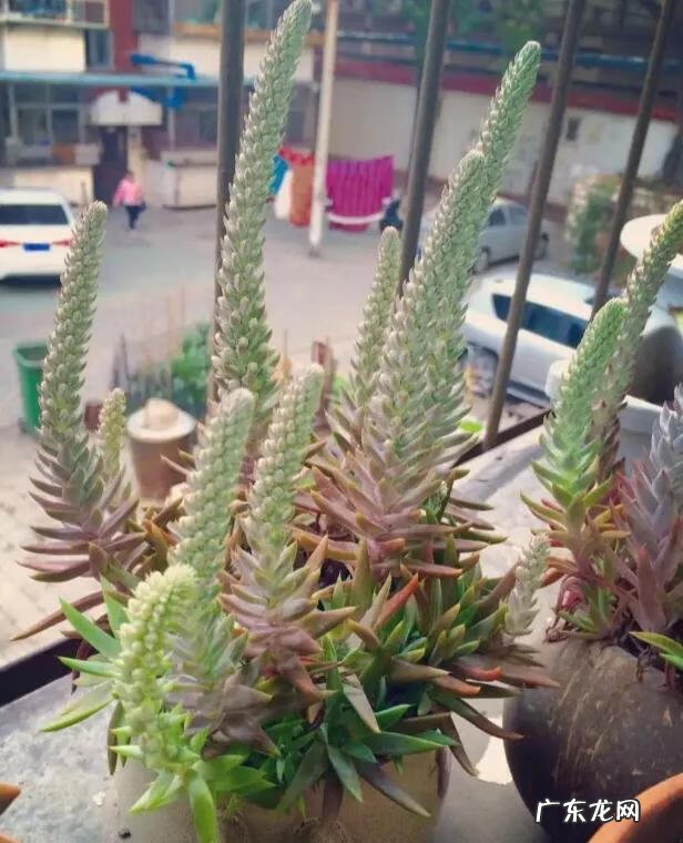 房上的瓦对风水有没有影响 房顶两层瓦对风水好不好