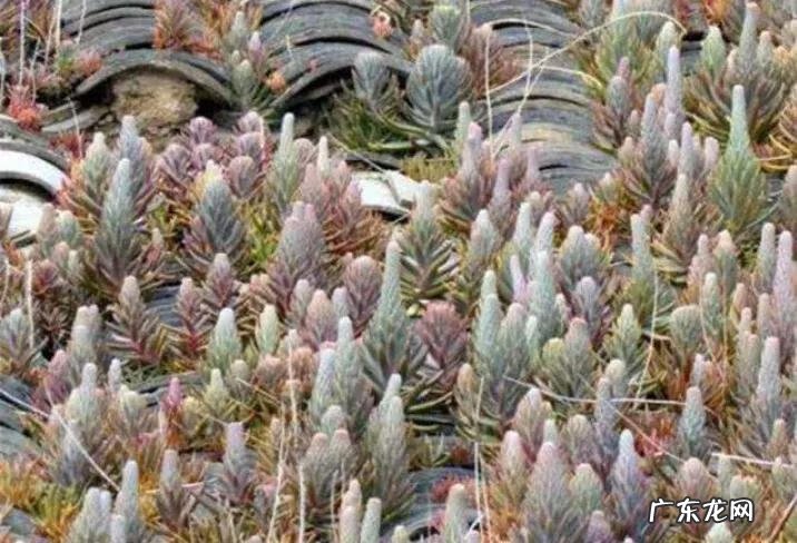 房上的瓦对风水有没有影响 房顶两层瓦对风水好不好