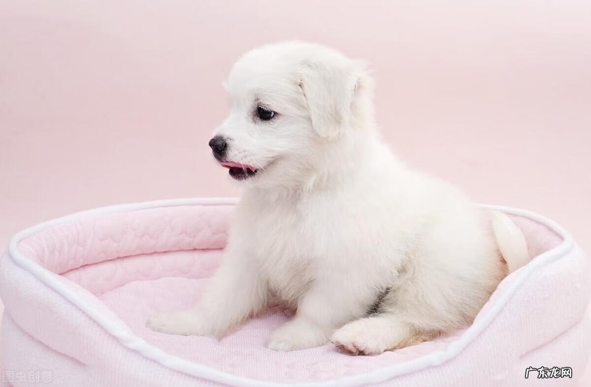 狗粮的喂食方法 狗粮怎么喂比较好