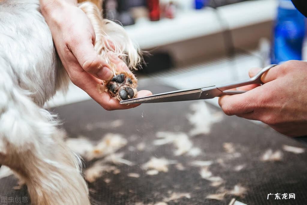 狗粮的喂食方法 狗粮怎么喂比较好