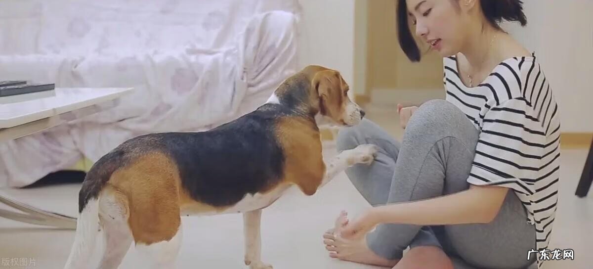 狗粮的喂食方法 狗粮怎么喂比较好