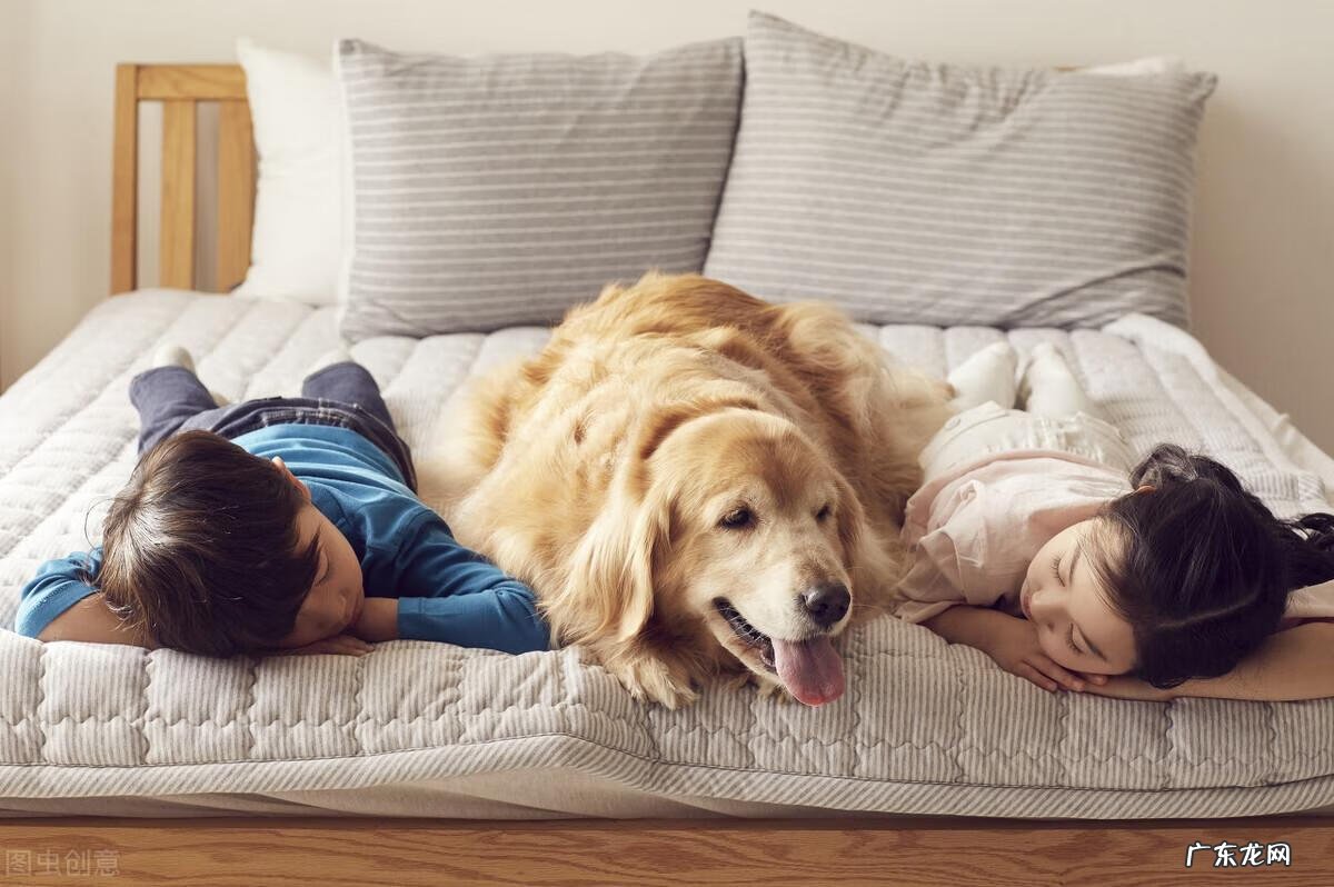 狗粮的喂食方法 狗粮怎么喂比较好