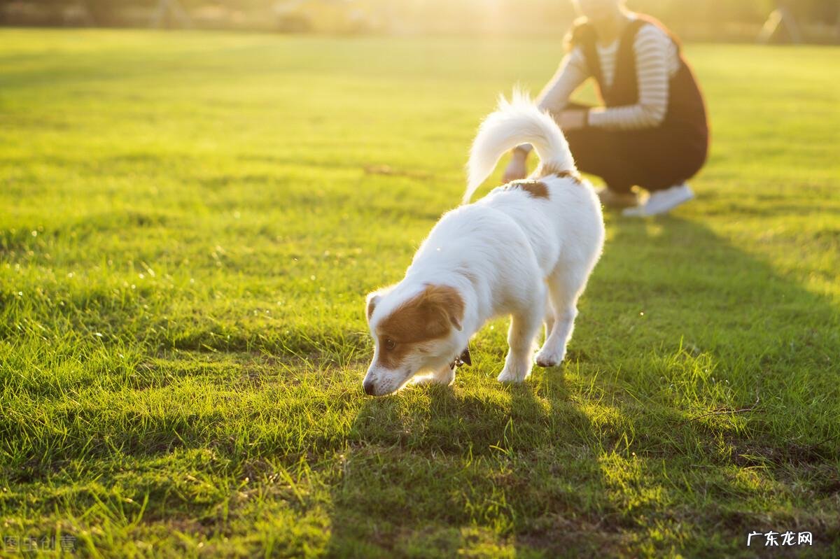 狗粮的喂食方法 狗粮怎么喂比较好
