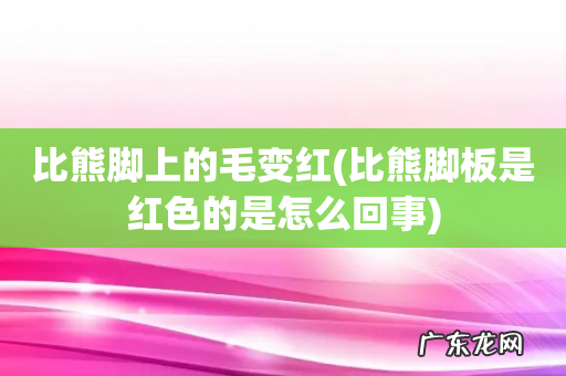 比熊脚板是红色的是怎么回事 比熊脚上的毛变红