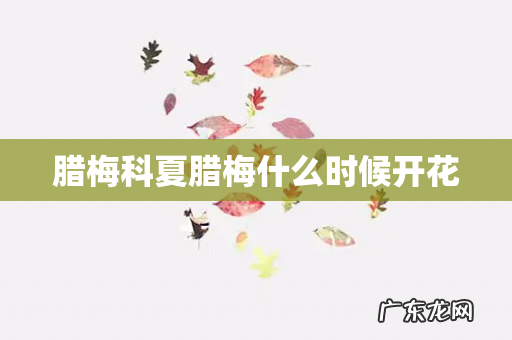 腊梅科夏腊梅什么时候开花