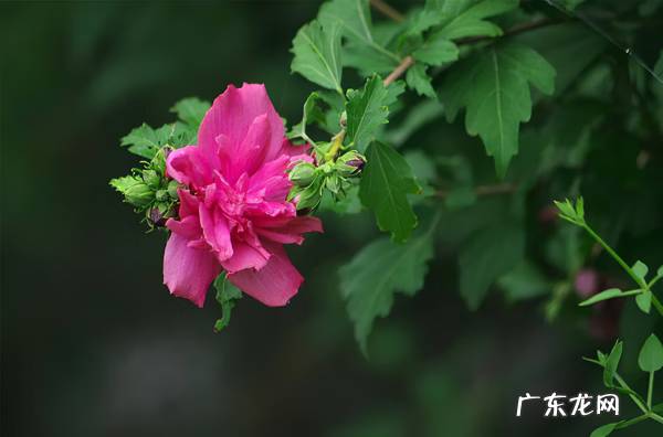 木槿放什么位置风水好 木槿的风水寓意