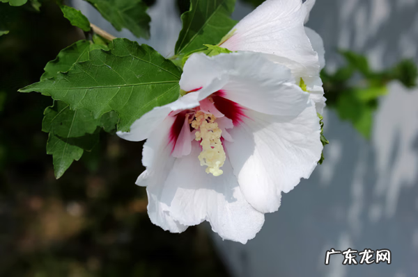 木槿放什么位置风水好 木槿的风水寓意