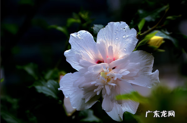 木槿放什么位置风水好 木槿的风水寓意