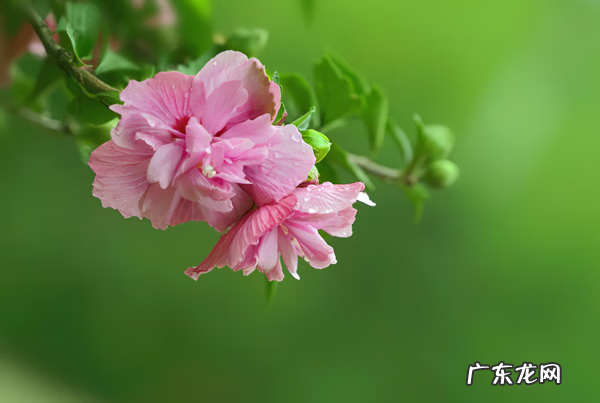 木槿放什么位置风水好 木槿的风水寓意