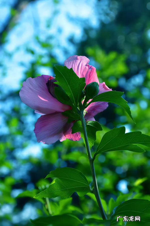 木槿放什么位置风水好 木槿的风水寓意