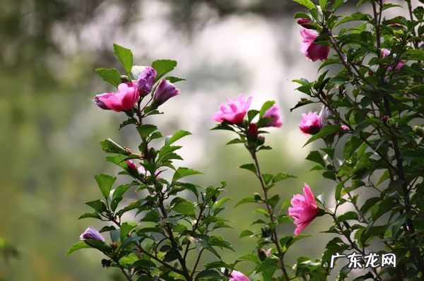 木槿放什么位置风水好 木槿的风水寓意
