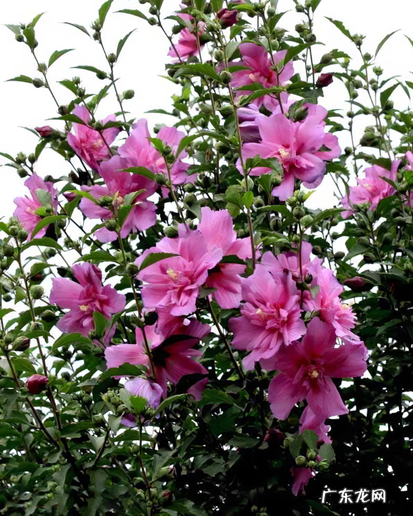 木槿放什么位置风水好 木槿的风水寓意