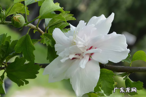 木槿放什么位置风水好 木槿的风水寓意