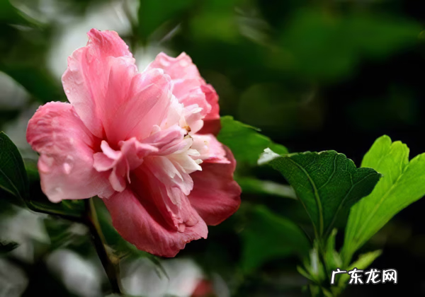 木槿放什么位置风水好 木槿的风水寓意