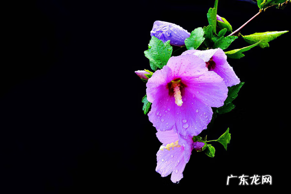 木槿放什么位置风水好 木槿的风水寓意