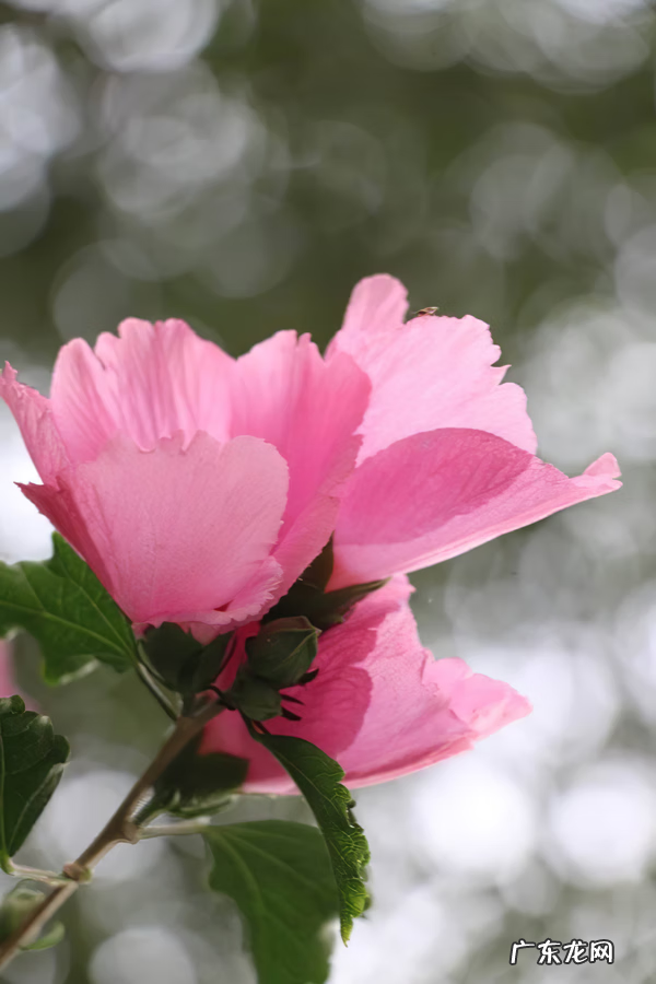 木槿放什么位置风水好 木槿的风水寓意