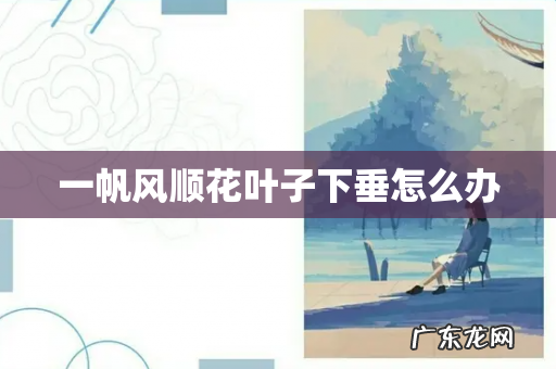 一帆风顺花叶子下垂怎么办