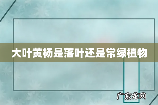 大叶黄杨是落叶还是常绿植物