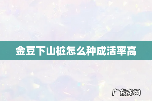 金豆下山桩怎么种成活率高