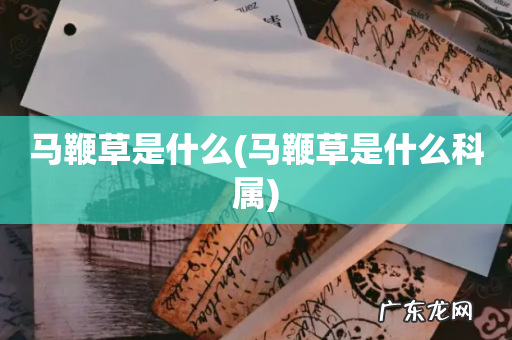 马鞭草是什么科属 马鞭草是什么