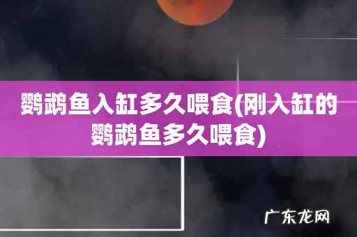 刚入缸的鹦鹉鱼多久喂食 鹦鹉鱼入缸多久喂食