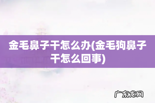 金毛狗鼻子干怎么回事 金毛鼻子干怎么办