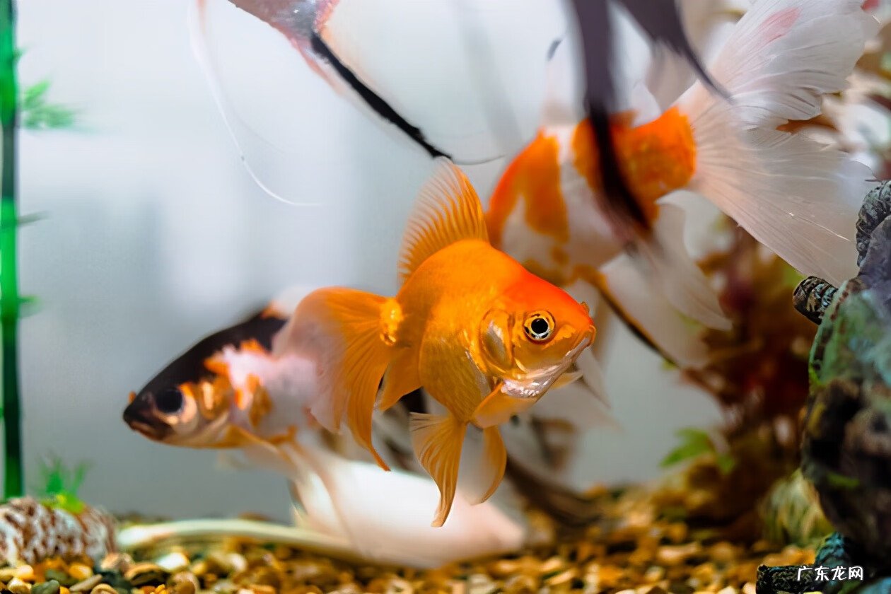 鱼缸多高风水好 鱼缸底座的高度