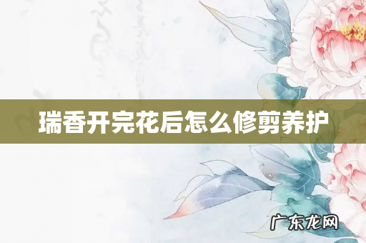 瑞香开完花后怎么修剪养护