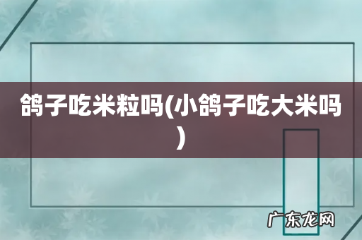 小鸽子吃大米吗 鸽子吃米粒吗