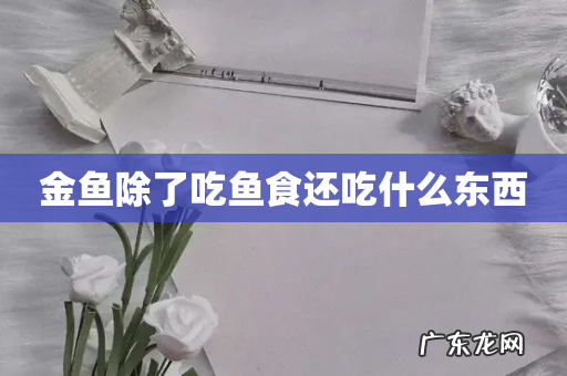 金鱼除了吃鱼食还吃什么东西