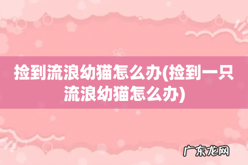 捡到一只流浪幼猫怎么办 捡到流浪幼猫怎么办