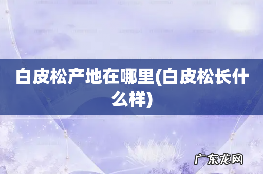 白皮松长什么样 白皮松产地在哪里