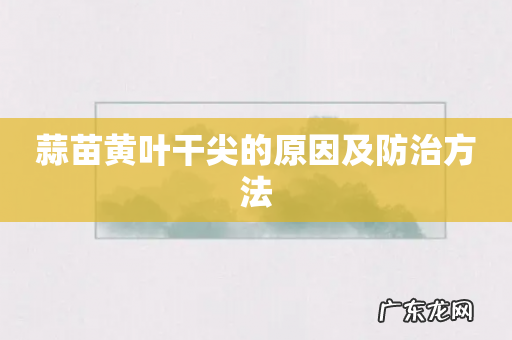 蒜苗黄叶干尖的原因及防治方法