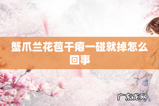 蟹爪兰花苞干瘪一碰就掉怎么回事