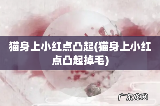 猫身上小红点凸起掉毛 猫身上小红点凸起