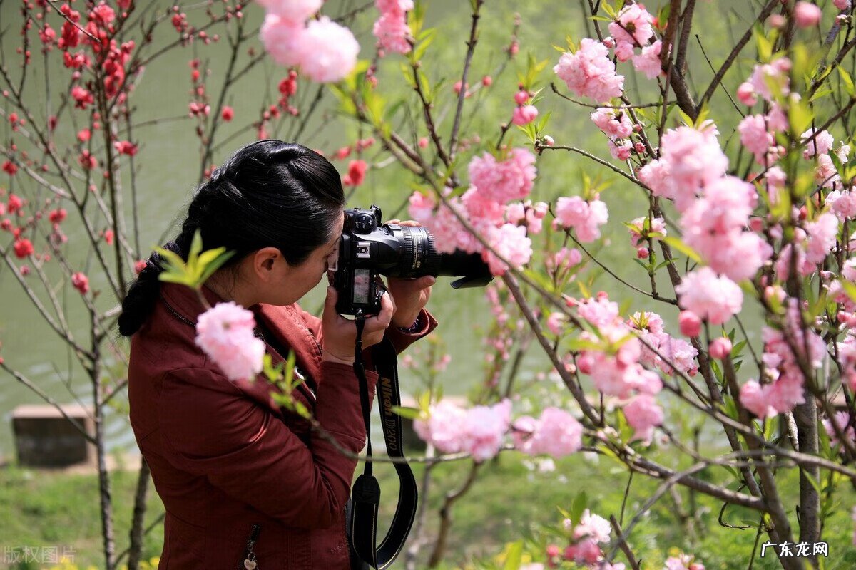 门口有桃花树对风水好吗 房子右边有桃树风水怎么样