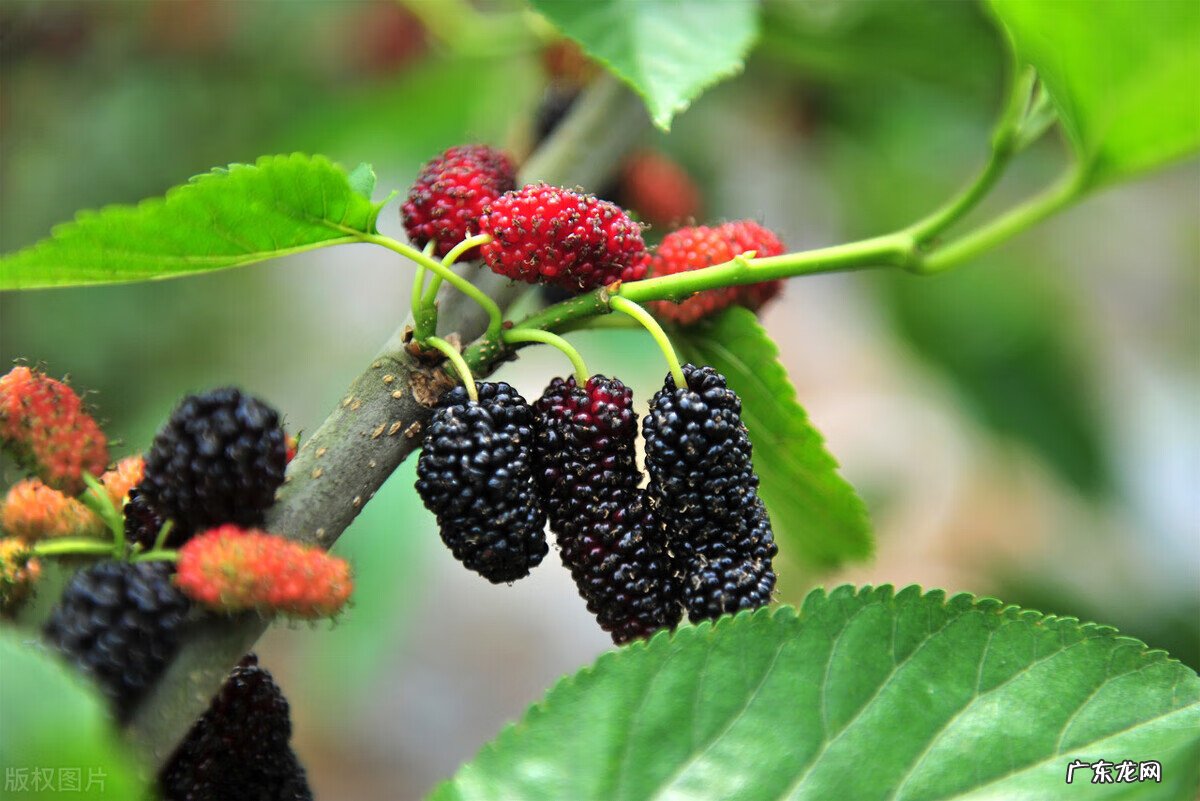 门口有桃花树对风水好吗 房子右边有桃树风水怎么样